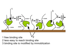 Ligand heterogeneity