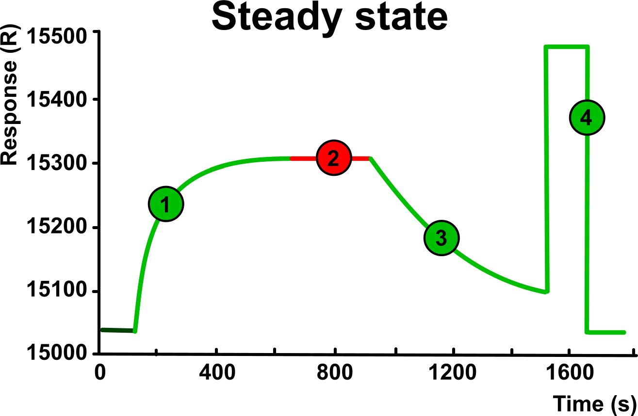 Steady State vs Equilibrium