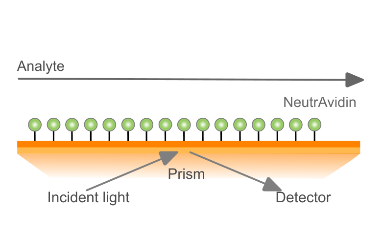 ProteOn LCP