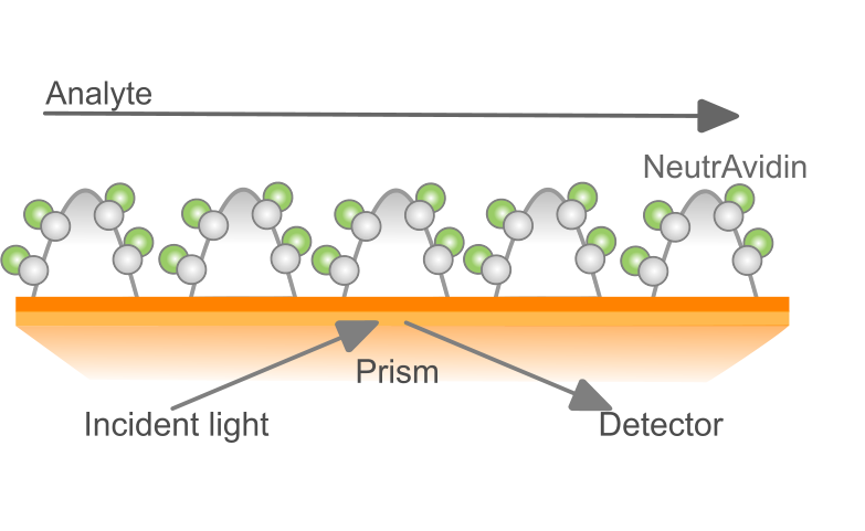 ProteOn NLC